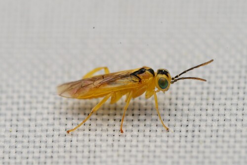 Greater Haw-borer