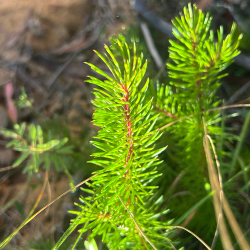 Persoonia chamaepitys