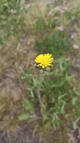 Pilosella caespitosa iNat (2)