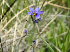 Sisyrinchium