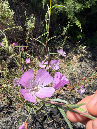 iNaturalist observation photo of Botta's clarkia