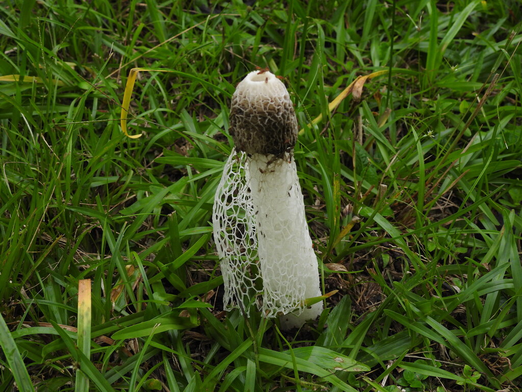 Phallus indusiatus · May 2026 · photo: © alineantunes (iNaturalist, cc-by-sa)
