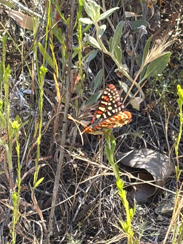 iNaturalist observation photo of Variable Checkerspot