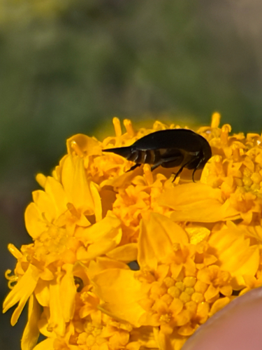 iNaturalist observation photo of Mordella hubbsi