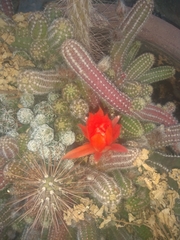Lobivia silvestrii