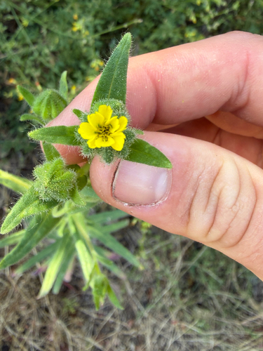iNaturalist observation photo of grassy tarweed