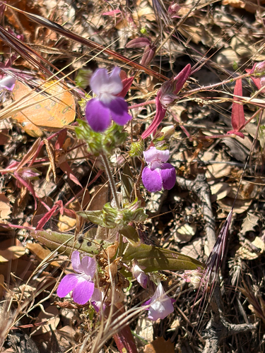 iNaturalist observation photo of Purple Chinese Houses