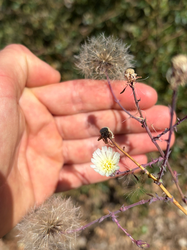 iNaturalist observation photo of California chicory