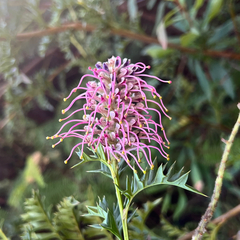 Grevillea acanthifolia, photograph (c) James K. Douch, some rights reserved (CC BY-SA)