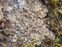 Endocarpon pallidulum