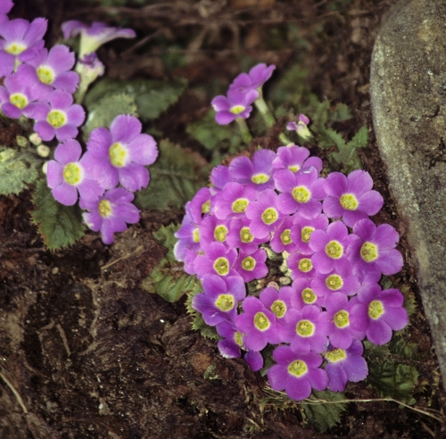 Primula gracilipes, photograph 3