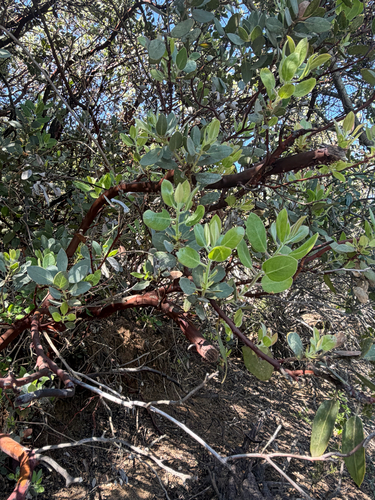iNaturalist observation photo of bearberries and manzanitas