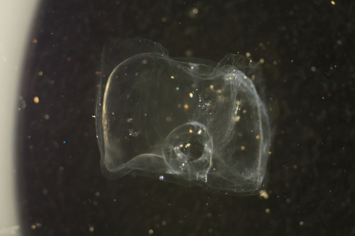 Nanomia septata