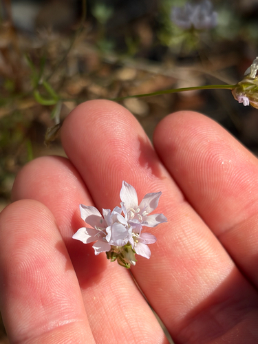 iNaturalist observation photo of chaparral gilia