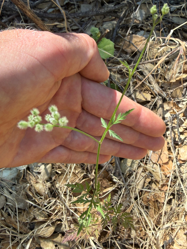 iNaturalist observation photo of common hedge parsley