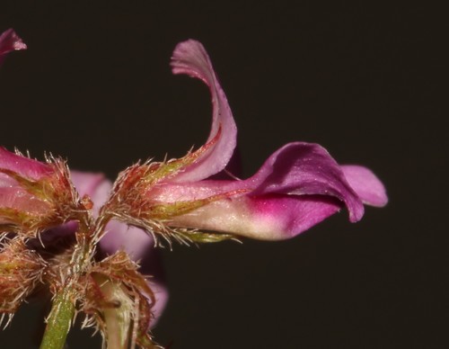 Image of Indigofera gracilis by (c) Brian du Preez, some rights reserved (CC BY-SA)