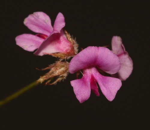 Image of Indigofera gracilis by (c) Brian du Preez, some rights reserved (CC BY-SA)