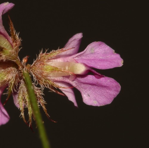 Image of Indigofera gracilis by (c) Brian du Preez, some rights reserved (CC BY-SA)