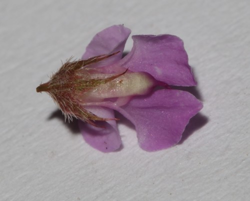 Image of Indigofera gracilis by (c) Brian du Preez, some rights reserved (CC BY-SA)