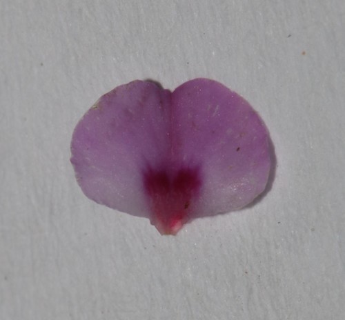 Image of Indigofera gracilis by (c) Brian du Preez, some rights reserved (CC BY-SA)