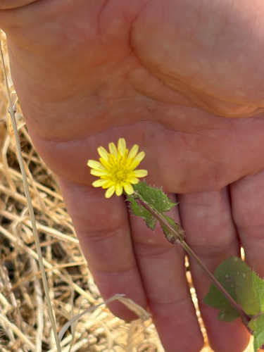 iNaturalist observation photo of Common Sow-thistle