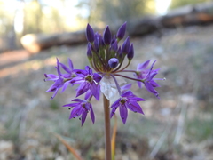 Allium campanulatum