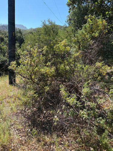 iNaturalist observation photo of longleaf bush lupine