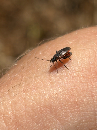 iNaturalist observation photo of Scarlet Plant Bugs
