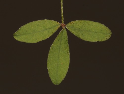Image of Indigofera gracilis by (c) Brian du Preez, some rights reserved (CC BY-SA)