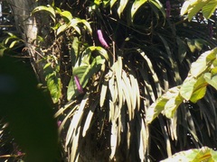 Arpophyllum giganteum