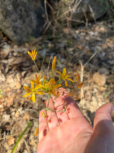 iNaturalist observation photo of goldenstar