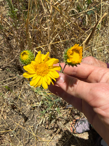 iNaturalist observation photo of Great Valley gumweed