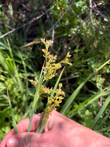 iNaturalist observation photo of irisleaf rush