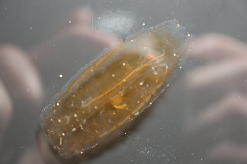 Cyclosalpa bakeri