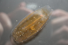 Cyclosalpa bakeri