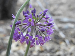 Allium campanulatum
