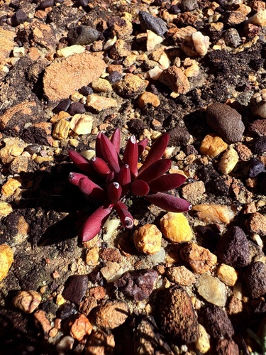 Crassula clavata