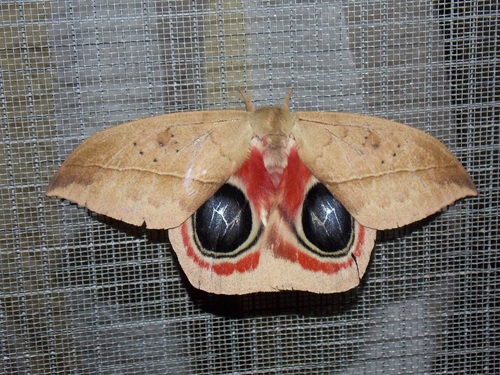 Automeris metzli
