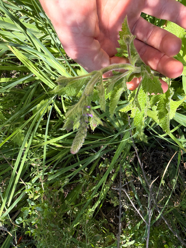iNaturalist observation photo of vervains