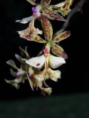 Epidendrum stamfordianum