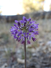 Allium campanulatum