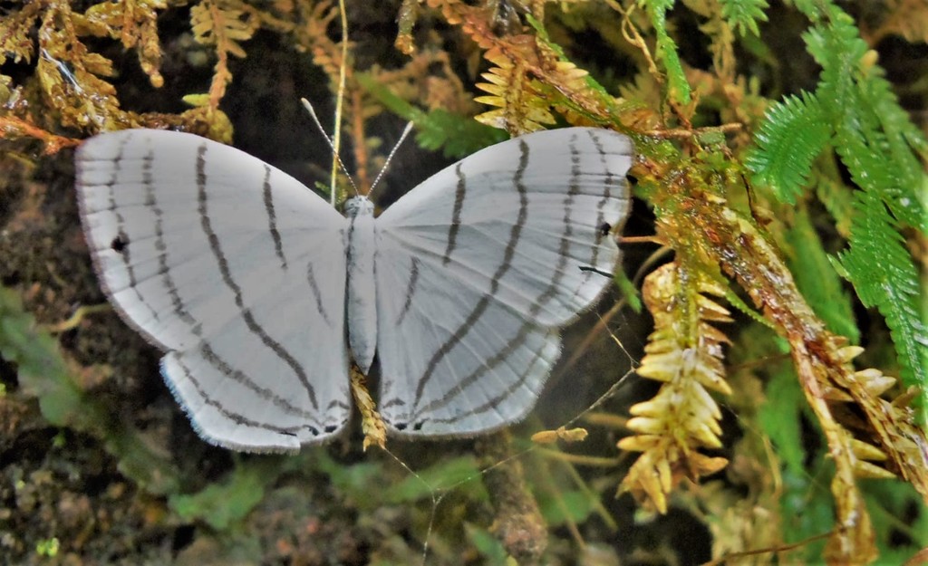 Satyr Metalmark