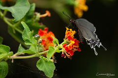 Parides bunichus damocrates
