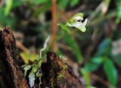 Utricularia jamesoniana