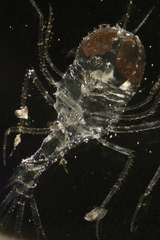 Cystisoma