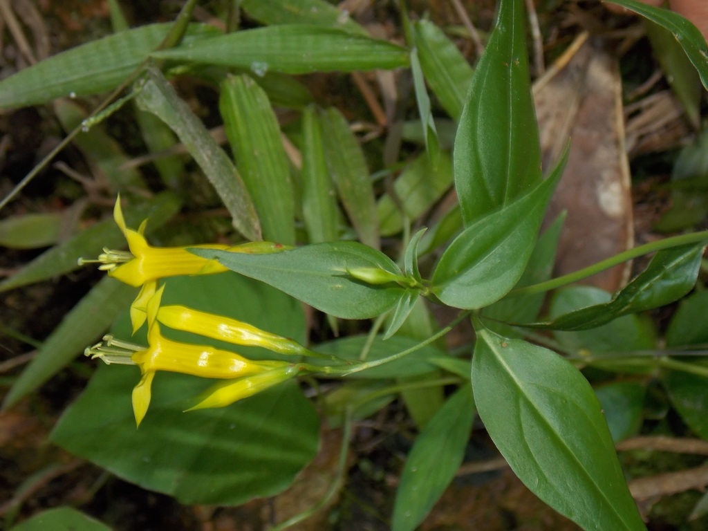 Lisianthius auratus