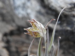 Fritillaria pinetorum