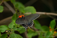 Parides bunichus damocrates