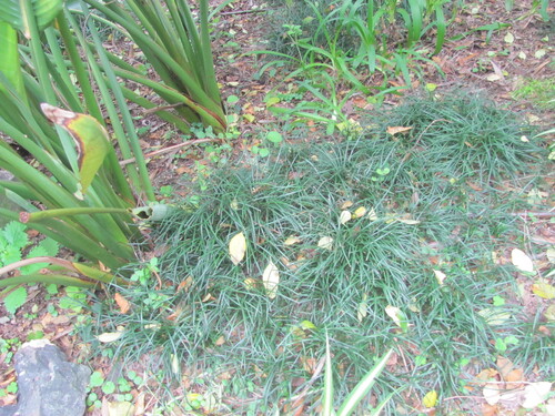 Ophiopogon japonicus iNat (2)