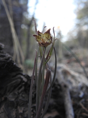 Fritillaria pinetorum